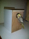 Cockatiel Nest Box